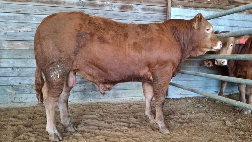 Jeune reproducteur limousin Uno RJ