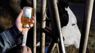 S'agissant de l'augmentation de l'exposition des bovins aux antibiotiques en 2023, « on peut imaginer un effet MHE lié à la pénurie de vaccins et la nécessité de traiter les animaux touchés par le virus », avance Franck Fourès, directeur de l’Agence nationale du médicament vétérinaire (ANMV). S'agissant de l'augmentation de l'exposition des bovins aux antibiotiques en 2023, « on peut imaginer un effet MHE lié à la pénurie de vaccins et la nécessité de traiter les animaux touchés par le virus », avance Franck Fourès, directeur de l’Agence nationale du médicament vétérinaire (ANMV).