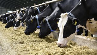 L’accord conclu entre plusieurs partis danois vise notamment à taxer à compter de 2030 les rejets de méthane des élevages de porcs et de bovins. L’accord conclu entre plusieurs partis danois vise notamment à taxer à compter de 2030 les rejets de méthane des élevages de porcs et de bovins.