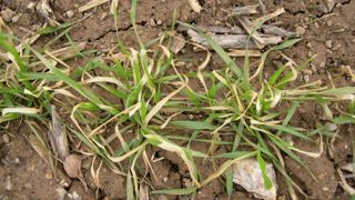 « Dans de bonnes conditions d’implantation, les phytotoxicités finissent souvent par se résorber sans impact significatif sur le rendement », signale Ludovic Bonin, d'Arvalis.
