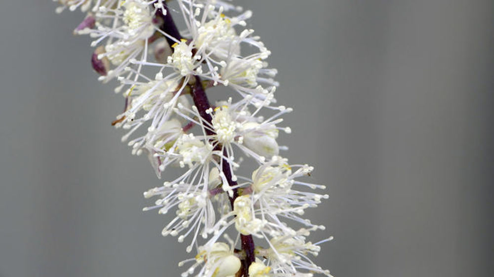 Actaea ‘Queen of Sheba’.