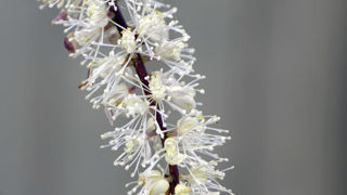 Actaea ‘Queen of Sheba’. Actaea ‘Queen of Sheba’.