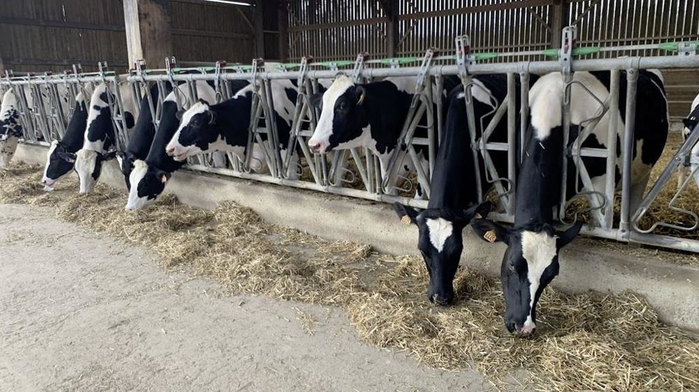 Génisses laitières aux cornadis