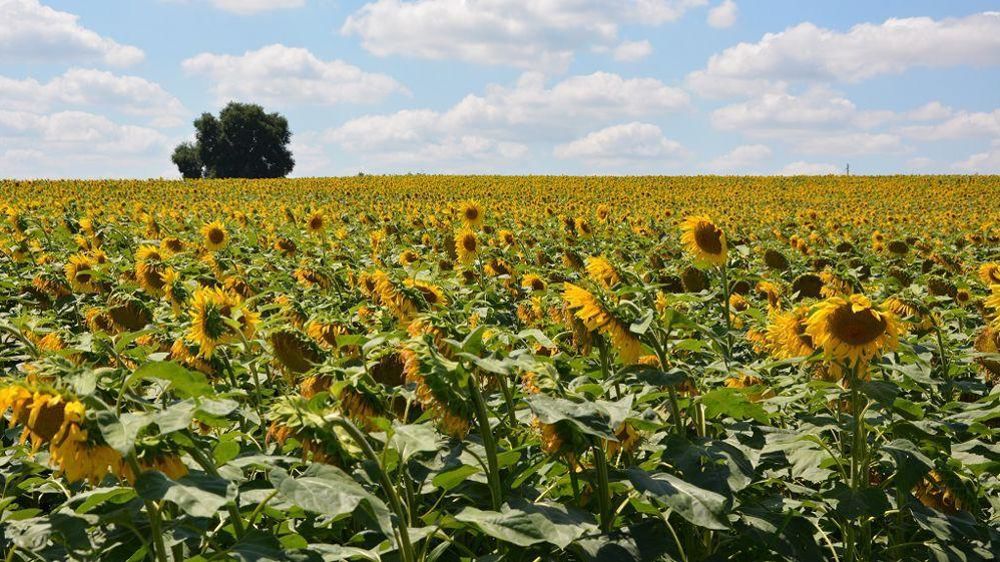 Champ de tournesol
