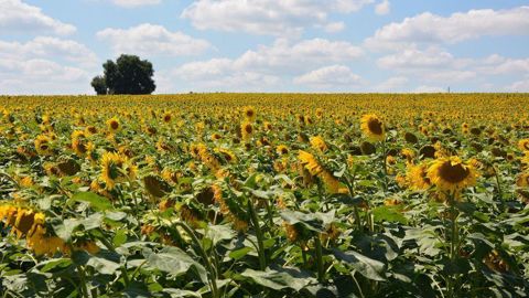 Au niveau de l'Hexagone, Agreste estime à 22,3 q/ha le rendement moyen en tournesol pour la récolte 2024.