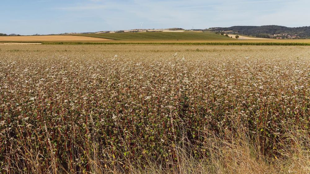 Champ de sarrasin dans l'ALlier