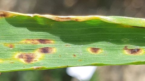 Les premiers symptômes de ramulariose ont la particularité d'apparaître généralement après l'épiaison sur les feuilles supérieures.