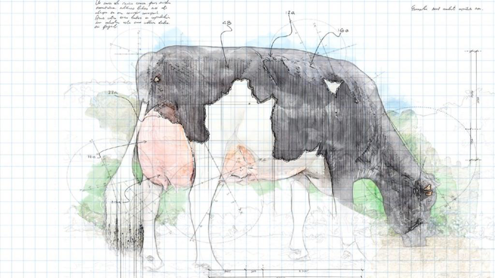 Dessin de vache Prim'holstein