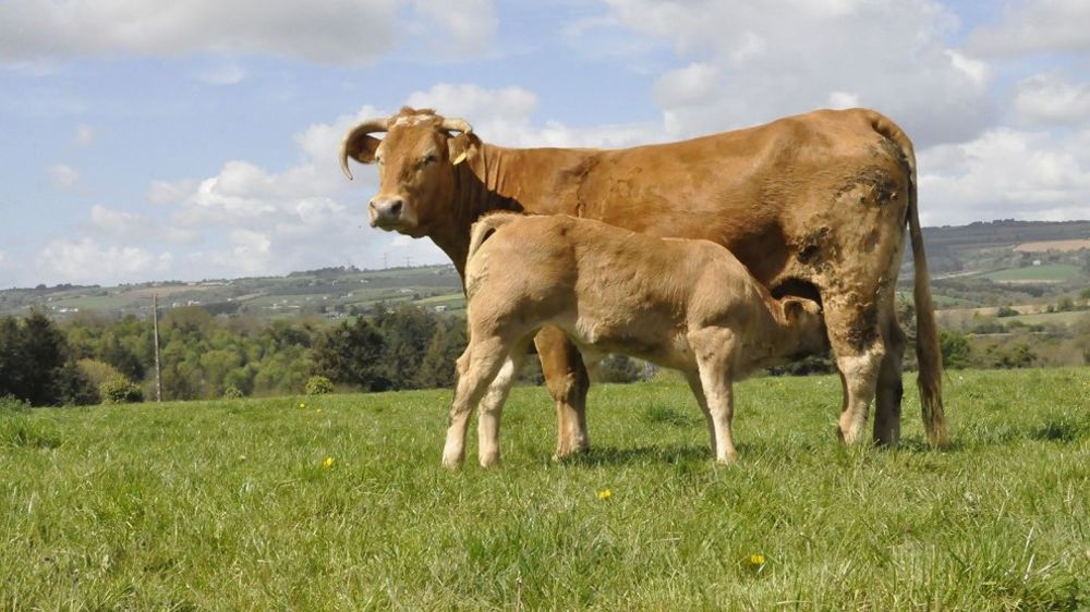 Pour mesurer l’évolution des performances de cette ferme-type, les outils Systerre, Simulbox, Cap2ER et Deveautop ont été utilisés.