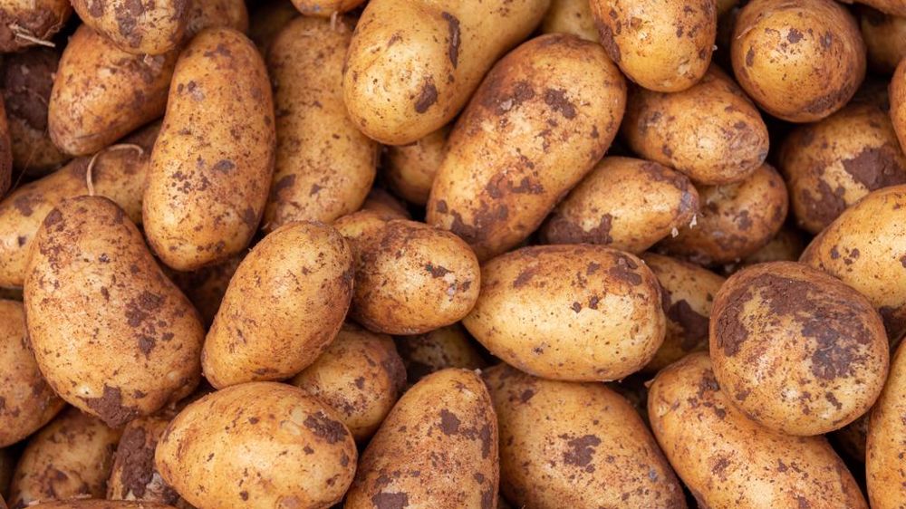 Pommes de terre