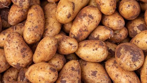Les coûts de production en pommes de terre ont flambé par rapport à 2023, note le NEPG. Les coûts de production en pommes de terre ont flambé par rapport à 2023, note le NEPG.