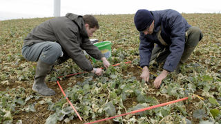 La quantité d’azote absorbée par un colza peut varier entre 20 à 300 kg d’azote par hectare. La quantité d’azote absorbée par un colza peut varier entre 20 à 300 kg d’azote par hectare.