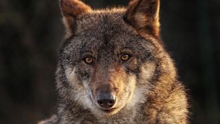 Les associations de protection de la nature estiment que c'est mentir que de faire croire que les tirs sont la solution prioritaire pour gérer la présence des loups. Les associations de protection de la nature estiment que c'est mentir que de faire croire que les tirs sont la solution prioritaire pour gérer la présence des loups.