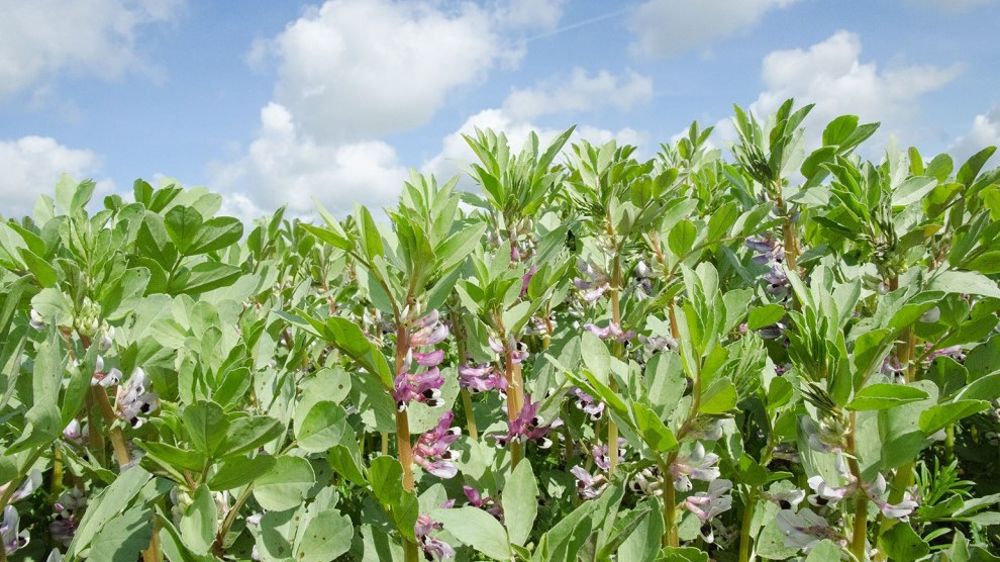 Plus d'autonomie protéique ne rime pas toujours avec meilleur revenu... Mais cela peut permettre une certaine stabilité face aux variations de prix de marché des tourteaux par exemple.