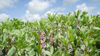 Plus d'autonomie protéique ne rime pas toujours avec meilleur revenu... Mais cela peut permettre une certaine stabilité face aux variations de prix de marché des tourteaux par exemple. Plus d'autonomie protéique ne rime pas toujours avec meilleur revenu... Mais cela peut permettre une certaine stabilité face aux variations de prix de marché des tourteaux par exemple.
