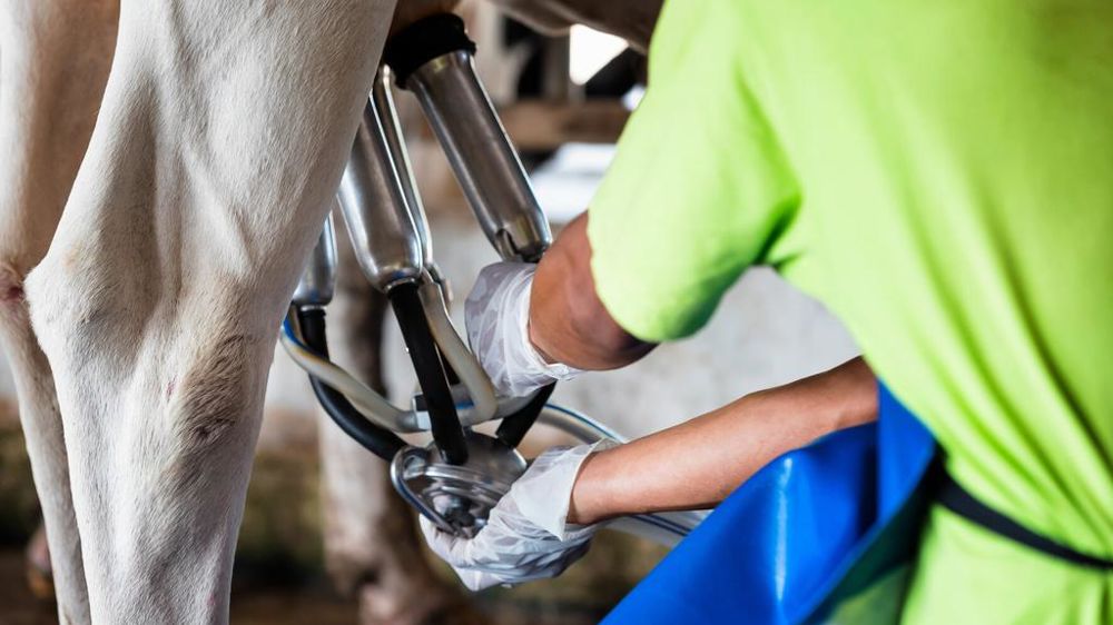 Traite d'une vache Traite d'une vache