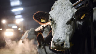 Les prix des produits laitiers industriels ou de grande consommation évoluent de façon modérée en novembre 2024, selon le Cniel. Les prix des produits laitiers industriels ou de grande consommation évoluent de façon modérée en novembre 2024, selon le Cniel.