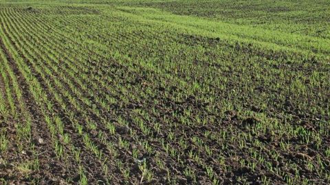 La présence de limaces reste à vérifier dans les parcelles les moins avancées.