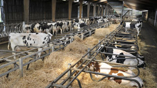 La conception des bâtiments peut offrir des économies en paille, notamment en système de logettes avec une bonne ventilation. La conception des bâtiments peut offrir des économies en paille, notamment en système de logettes avec une bonne ventilation.