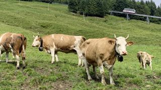 Près d'un tiers des élevages laitiers sont touchés par la FCO-3 en Suisse, dans le canton du Jura.
