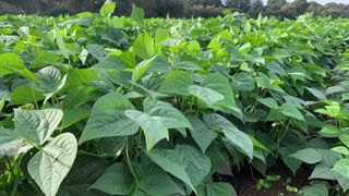 Transmissible par les semences, Curtobacterium flaccumfaciens pv. flaccumfaciens est pour le moment absent sur le territoire français sur Fabaceae. Transmissible par les semences, Curtobacterium flaccumfaciens pv. flaccumfaciens est pour le moment absent sur le territoire français sur Fabaceae.