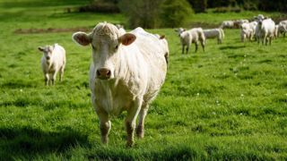 Le cheptel de bovins allaitants élevés en bio a baissé de 1,4 % entre 2022 et 2023. Le cheptel de bovins allaitants élevés en bio a baissé de 1,4 % entre 2022 et 2023.