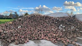 Malgré une année particulièrement humide, les rendements en betteraves fourragères ont été satisfaisants. Malgré une année particulièrement humide, les rendements en betteraves fourragères ont été satisfaisants.