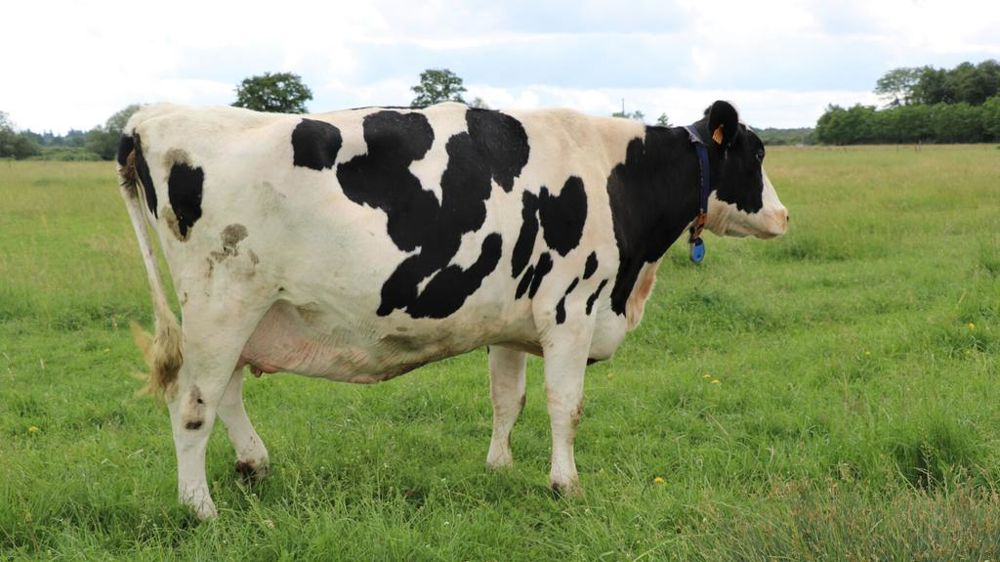 Vache Prim'Holstein
