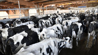 En France, la collecte de lait de vache a progressé de 1,1 % entre octobre 2024 et octobre 2023. En France, la collecte de lait de vache a progressé de 1,1 % entre octobre 2024 et octobre 2023.