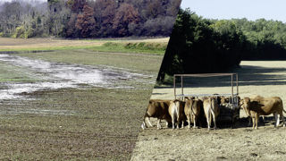 A gauche, une « rivière » apparue par résurgence dans un champ de céréales, à droite une prairie « paillasson ». A gauche, une « rivière » apparue par résurgence dans un champ de céréales, à droite une prairie « paillasson ».