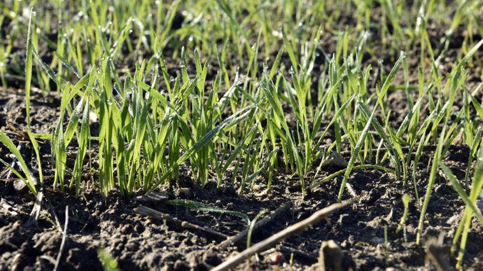 [] Les surfaces de céréales d’hiver rebondissent légèrement