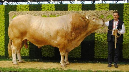 Drop, vainqueur du championnat qualités bouchères Blonde d'Aquitaine du Simagena 2013.