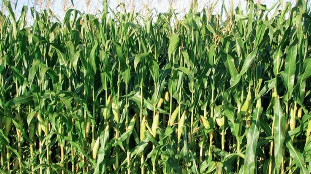 Varmaïs est un outil qui permet de comparer les variétés françaises présentes sur le marché. 