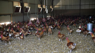 Depuis le début de la saison 2024-2025 le 1er août, 12 foyers de grippe aviaire ont été détectés en France dans des élevages de volailles, et 3 dans des basses-cours. Depuis le début de la saison 2024-2025 le 1er août, 12 foyers de grippe aviaire ont été détectés en France dans des élevages de volailles, et 3 dans des basses-cours.