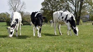 Les coopératives FrieslandCampina et Milcobel ont annoncé le 18 décembre 2024 la signature d'un accord-cadre pour un projet de fusion. Les coopératives FrieslandCampina et Milcobel ont annoncé le 18 décembre 2024 la signature d'un accord-cadre pour un projet de fusion.