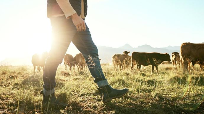 Parmi eux : beaucoup de futurs éleveurs en quête d'une exploitation bovine allaitante.