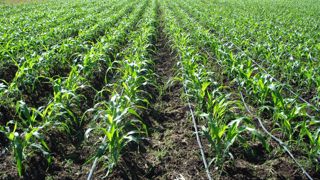 Le maïs Inia 627 Pátapo est la huitième variété développée par l’Institut national d’innovation agraire du Pérou.