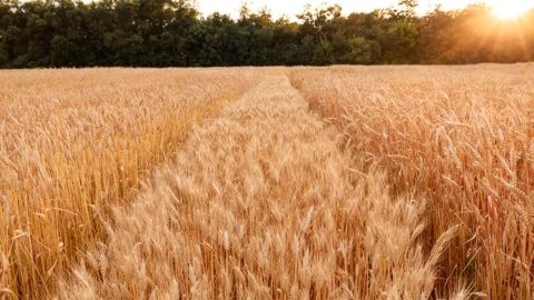 FranceAgriMer évalue la production nationale à 1,216 Mt en 2024, soit une baisse de 7 % par rapport à 2023.