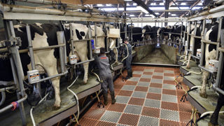 D’après la MSA, plus de six contrats de salarié agricole sur dix sont à durée déterminée en 2022. D’après la MSA, plus de six contrats de salarié agricole sur dix sont à durée déterminée en 2022.