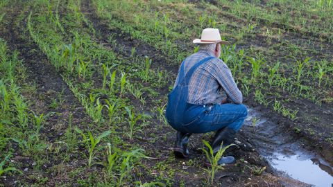 Acculés, 529 agriculteurs se sont donné la mort en 2016 en France, selon le dernier rapport de la MSA.