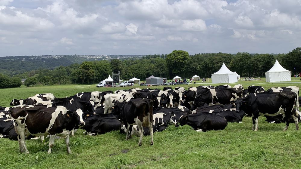 Vaches laitières à Trévarez