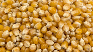 Washington contestait notamment « le décret mexicain du 13 février 2023, en particulier l’interdiction d’utiliser le maïs biotechnologique dans les tortillas Washington contestait notamment « le décret mexicain du 13 février 2023, en particulier l’interdiction d’utiliser le maïs biotechnologique dans les tortillas