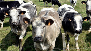 Selon David Ngwa-Mbot, "la commission européenne devrait proposer un outil d’aide à la décision qui permette [...] d’ajuster les mesures de lutte et de contrainte aux mouvements des animaux."