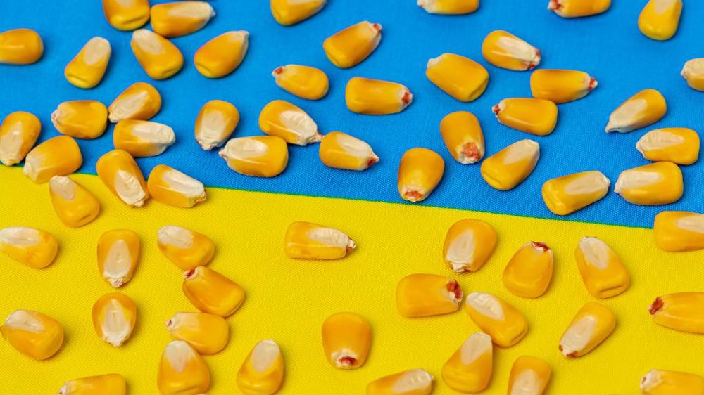 Grains de maïs sur drapeau ukrainien