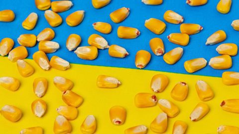 De 29,7 Mt la campagne dernière, les exports ukrainiens de maïs passeraient à 20,4 Mt sur 2024/25.