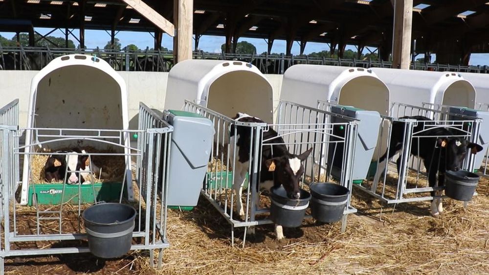 Veaux laitiers en niches individuelles