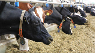 Le ministère fédéral de l’Agriculture veut mener de front le lancement du label bœuf et l’extension à la restauration du label porc Le ministère fédéral de l’Agriculture veut mener de front le lancement du label bœuf et l’extension à la restauration du label porc