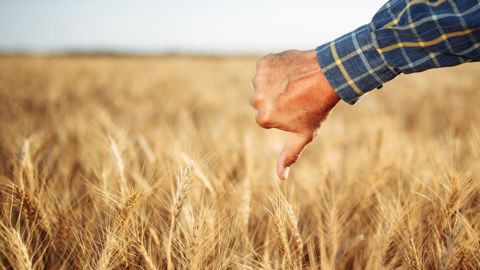 L'année 2024 s'est révélée catastrophique pour 33 % des agriculteurs. L'année 2024 s'est révélée catastrophique pour 33 % des agriculteurs.