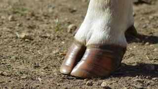 Si la prairie semble être le meilleur sol pour les pieds des vaches, attention à leur état en saison humide, cela peut être pire qu'en bâtiment ! Si la prairie semble être le meilleur sol pour les pieds des vaches, attention à leur état en saison humide, cela peut être pire qu'en bâtiment !