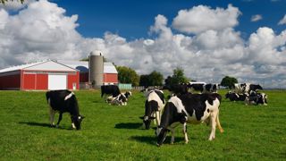 Il y aurait 9 500 fermes laitières au Canada avec une moyenne de 100 vaches. Image d'illustration. Il y aurait 9 500 fermes laitières au Canada avec une moyenne de 100 vaches. Image d'illustration.